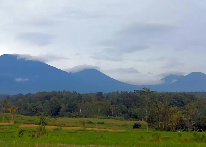 Bali Mountain Forest *