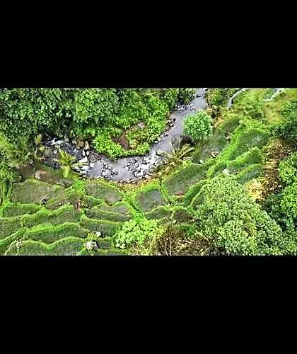 Bali Mountain Forest *