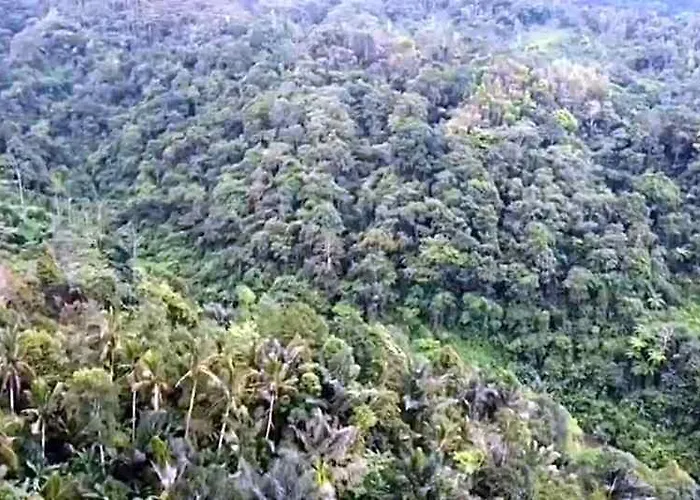 Bali Mountain Forest Wongaya Gede