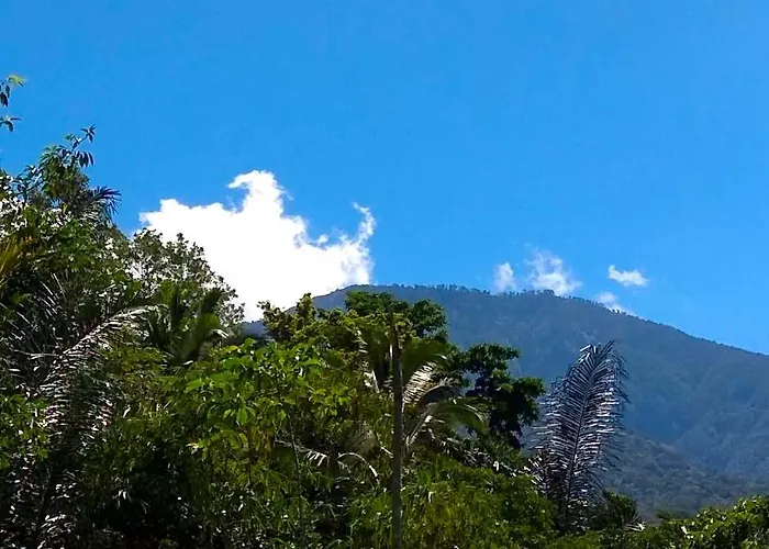 Bali Mountain Forest *
